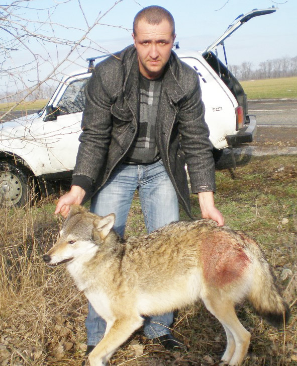 Инспектор Сергей Лобко и убитый волк.