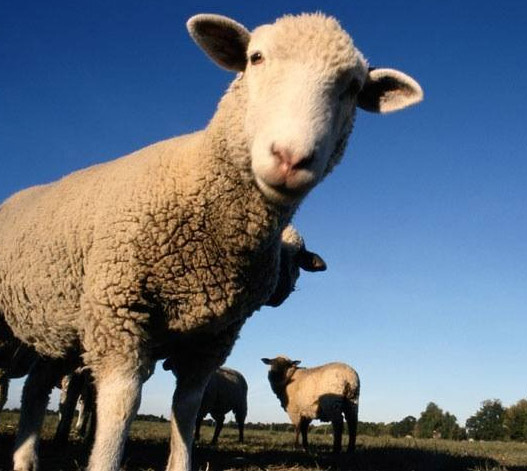 Субсидии для овцеводов 