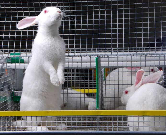 Поддержка кролиководства