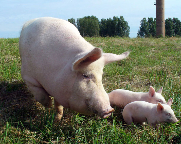 Почему в краснодарском крае нельзя выращивать свиней?