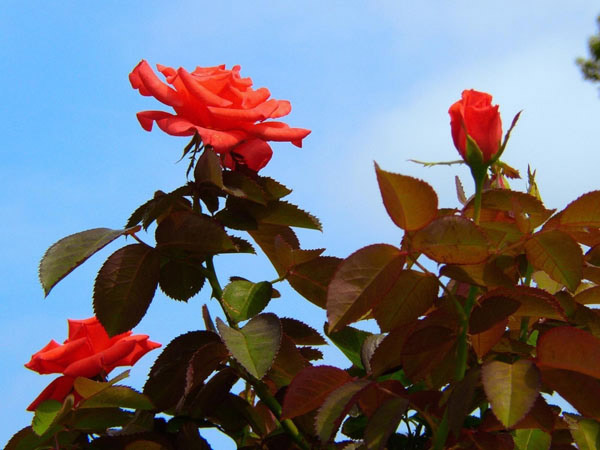 Розы в честь любимого края 