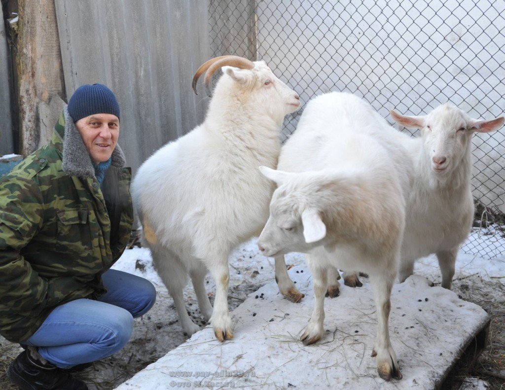 Валерий РОЙ и его питомцы – козы зааненской породы 