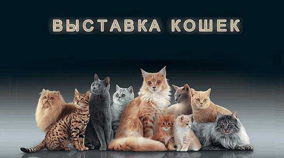 Приглашаем на выставку кошек